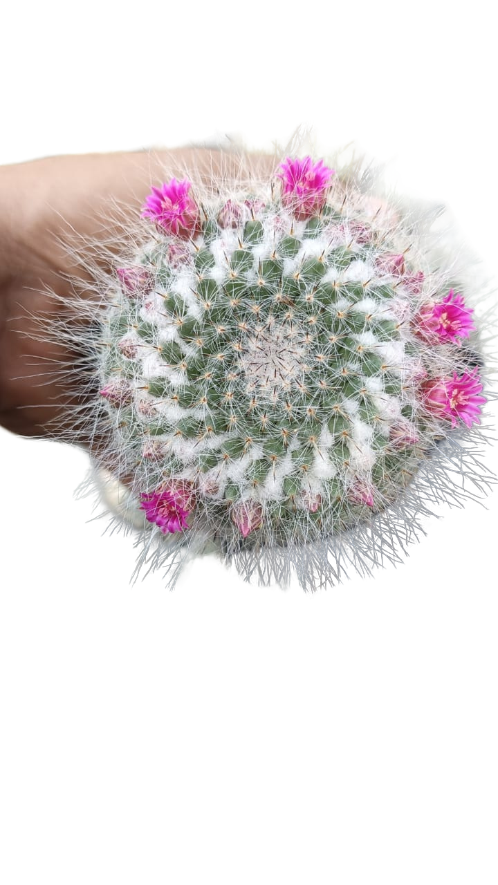 Cactus exótico Mammillaria haniana (4 pulgadas)