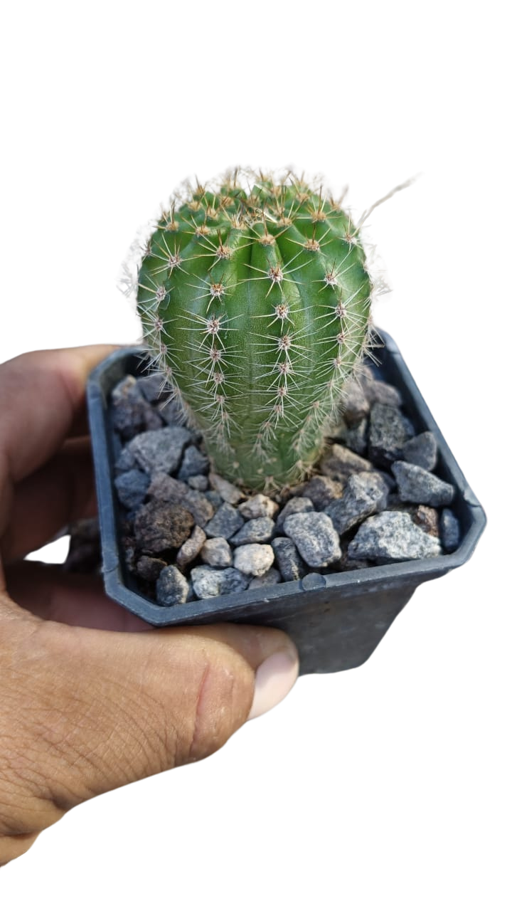 Cactus exótico Echinopsis flor fiusha (2 pulgadas)
