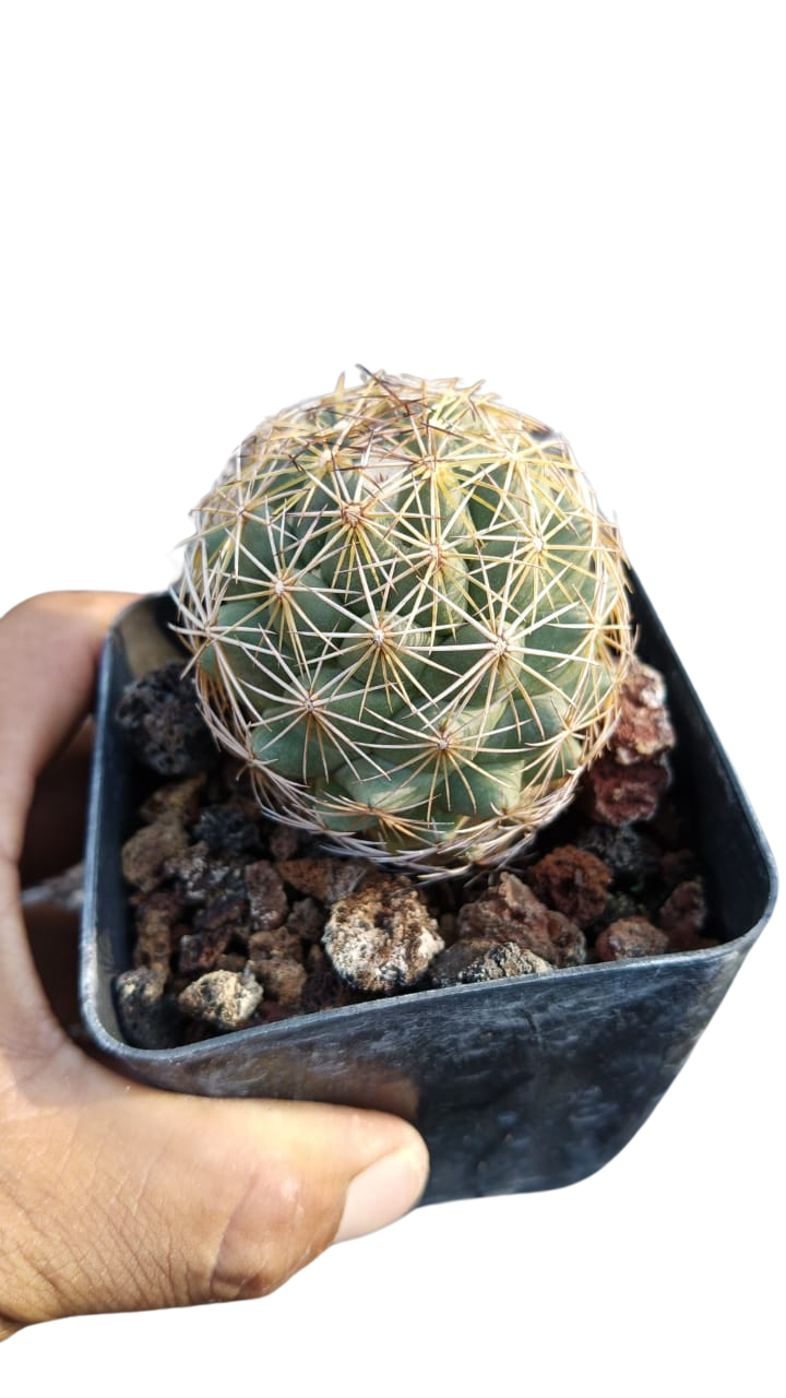 Cactus exótico Coryphantha sp. (4 pulgadas)
