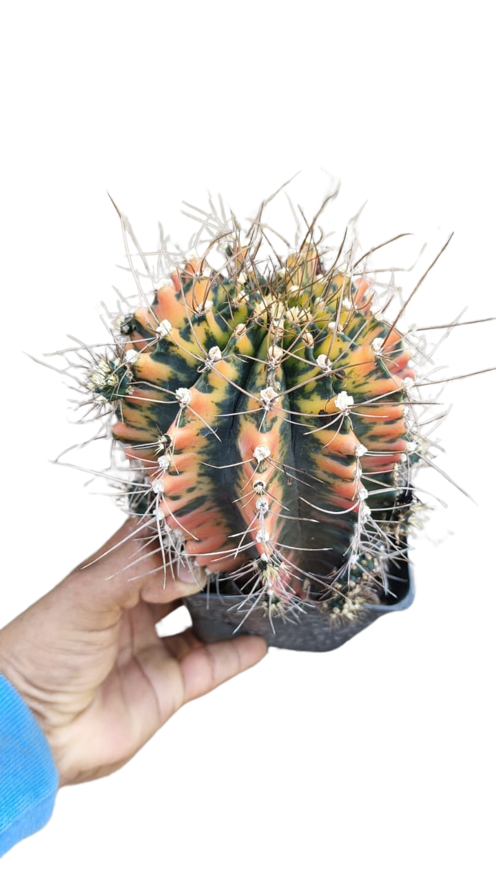 Cactus exótico Gymnocalcium mijanobichi variegado