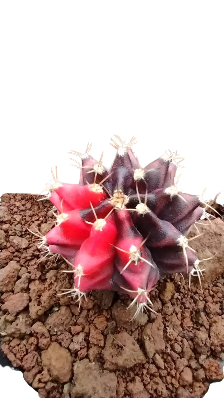 Cactus exótico Gymnocalcium mijanobichi variegado