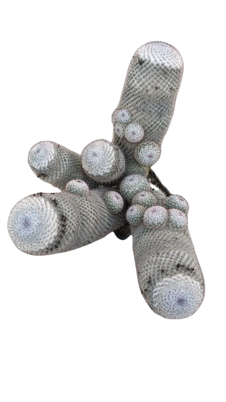 Cactus exótico Mammillaria repenjaguenii (4 pulgadas)