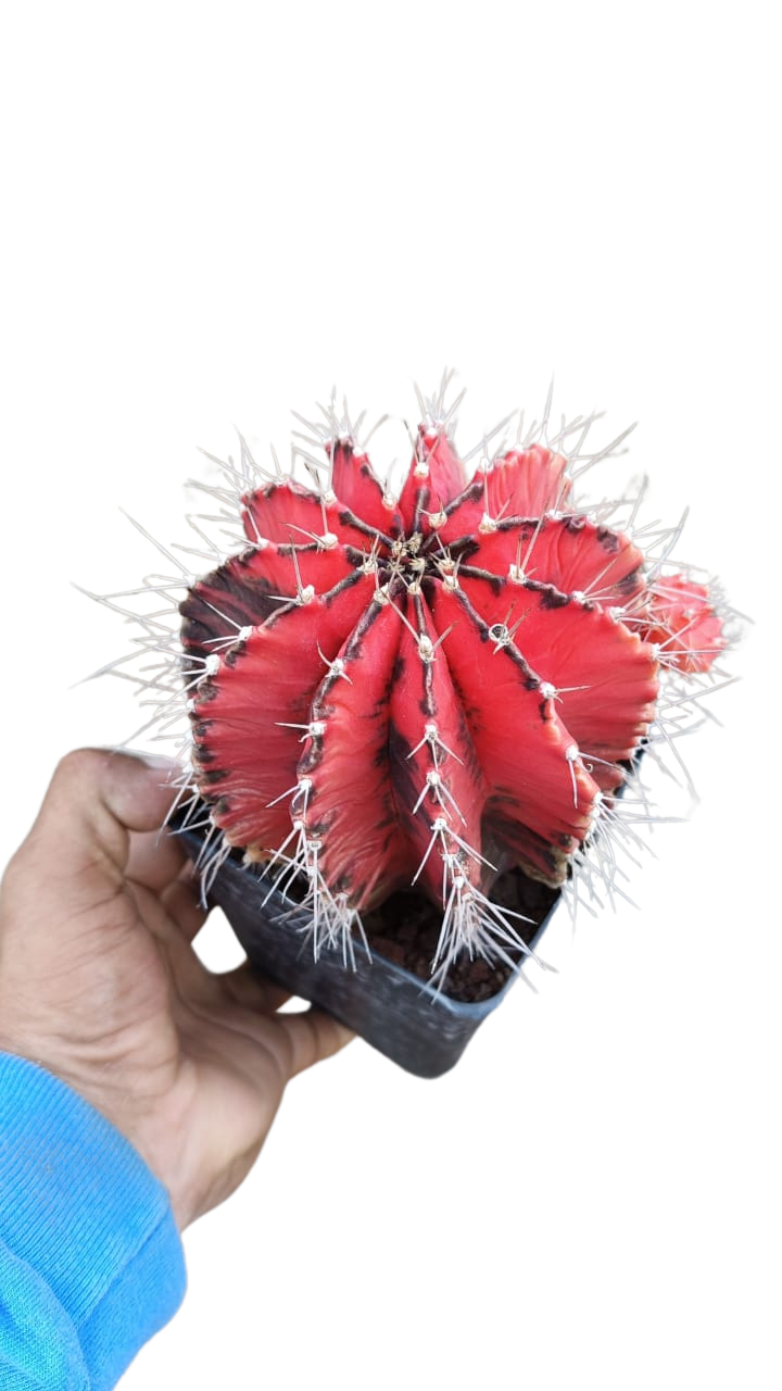 Cactus exótico Gymnocalcium mijanobichi variegado