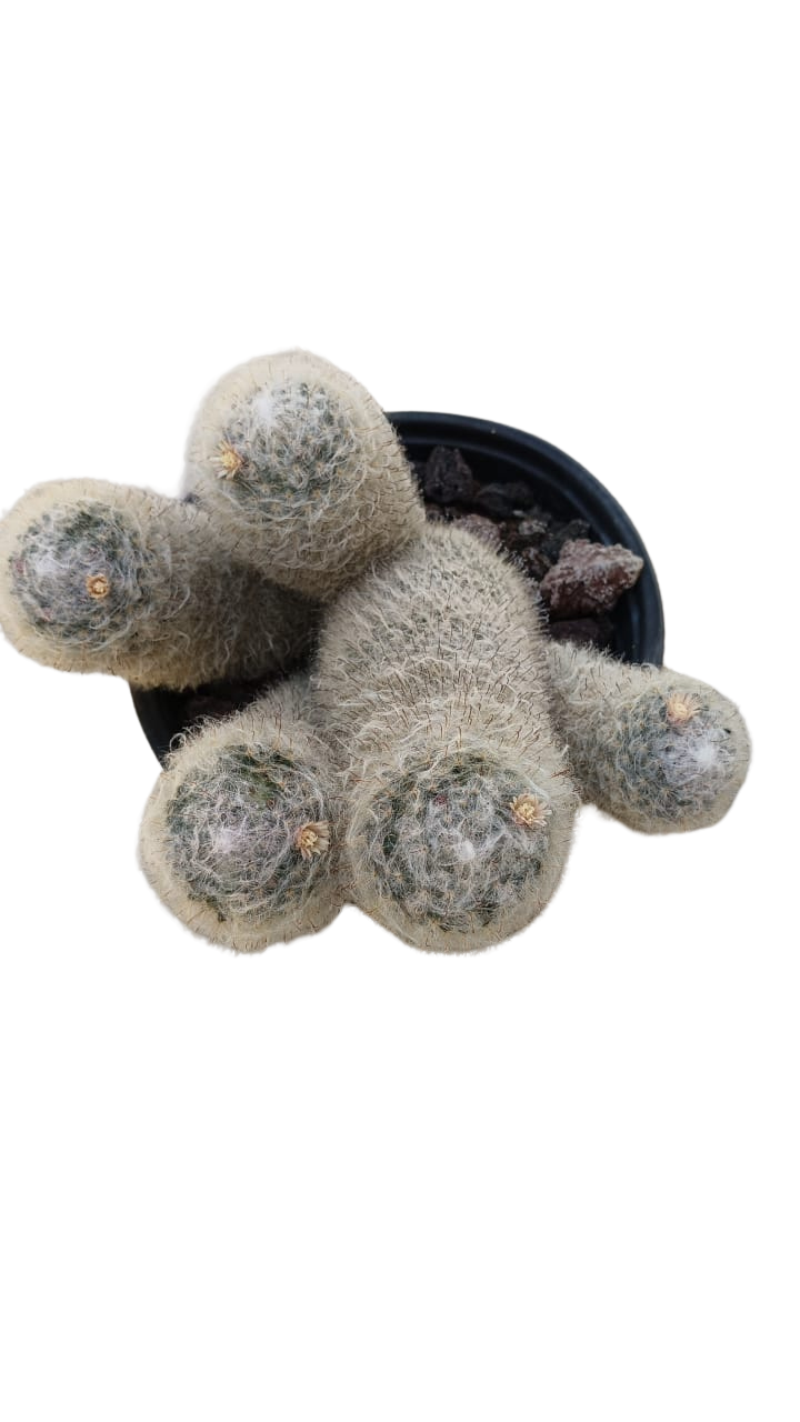 Cactus exótico Mammillaria bocasana splendens (4 pulgadas)