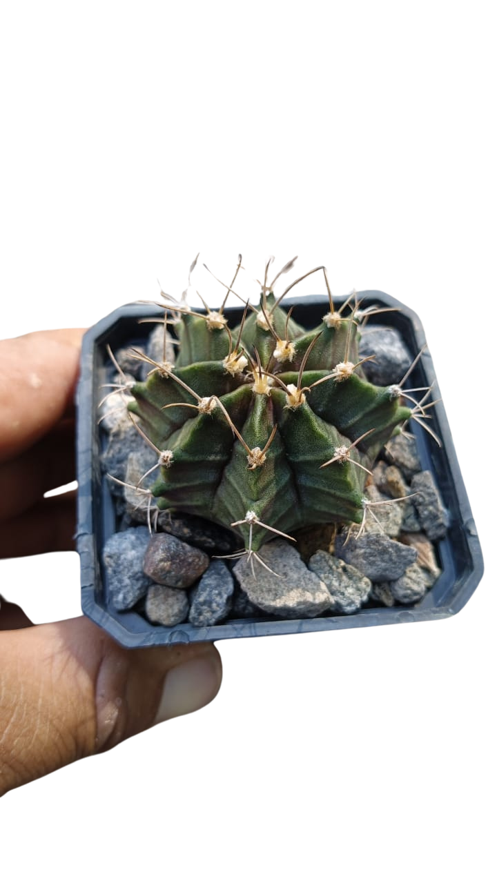 Cactus exótico Gymnocalcium mijanobichi (2 pulgadas)