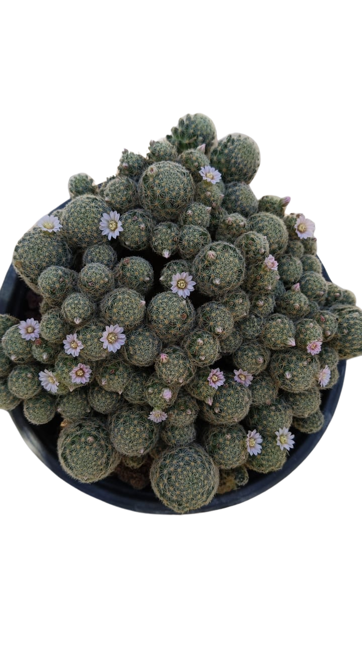 Cactus exótico Mammillaria giselae (4 pulgadas)