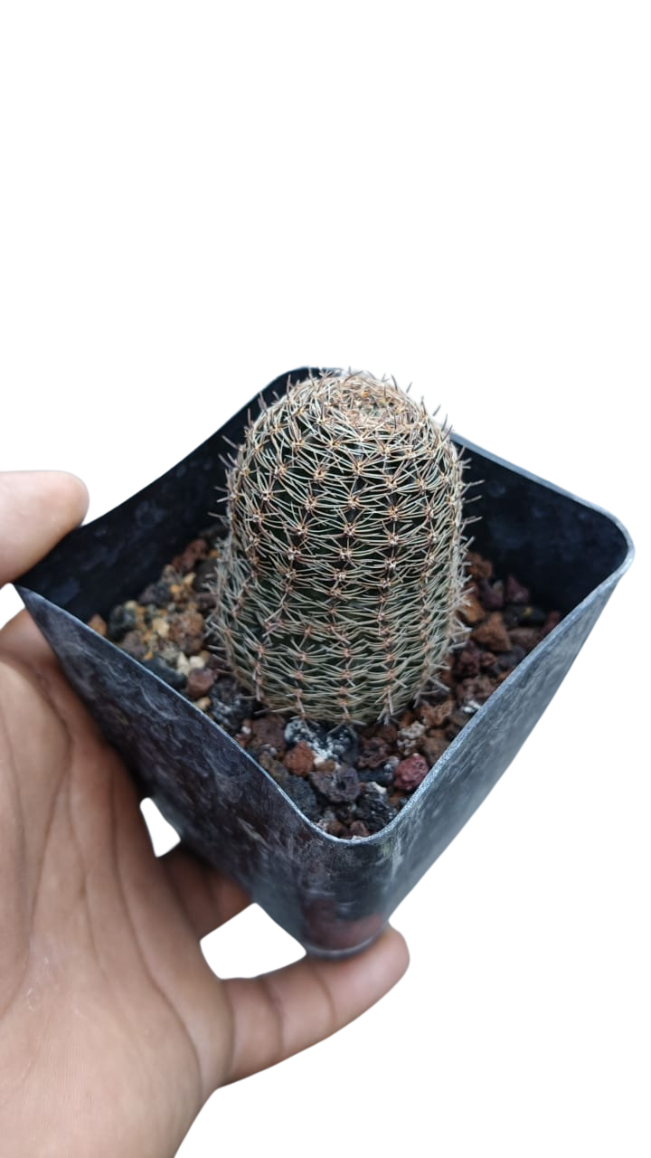 Cactus exótico Lobivia haemanthantha flor blanca (4 pulgadas)