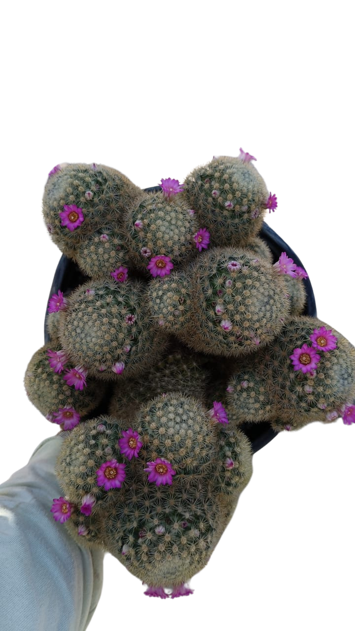 Cactus exótico Mammillaria laui (4 pulgadas)