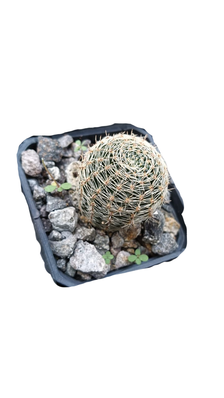 Cactus exótico Lobivia haemanthantha flor blanca (2 pulgadas)