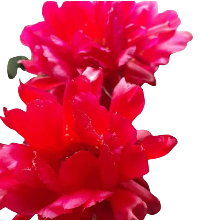 Cactus exótico Lobivia haemanthantha flor roja (4 pulgadas)