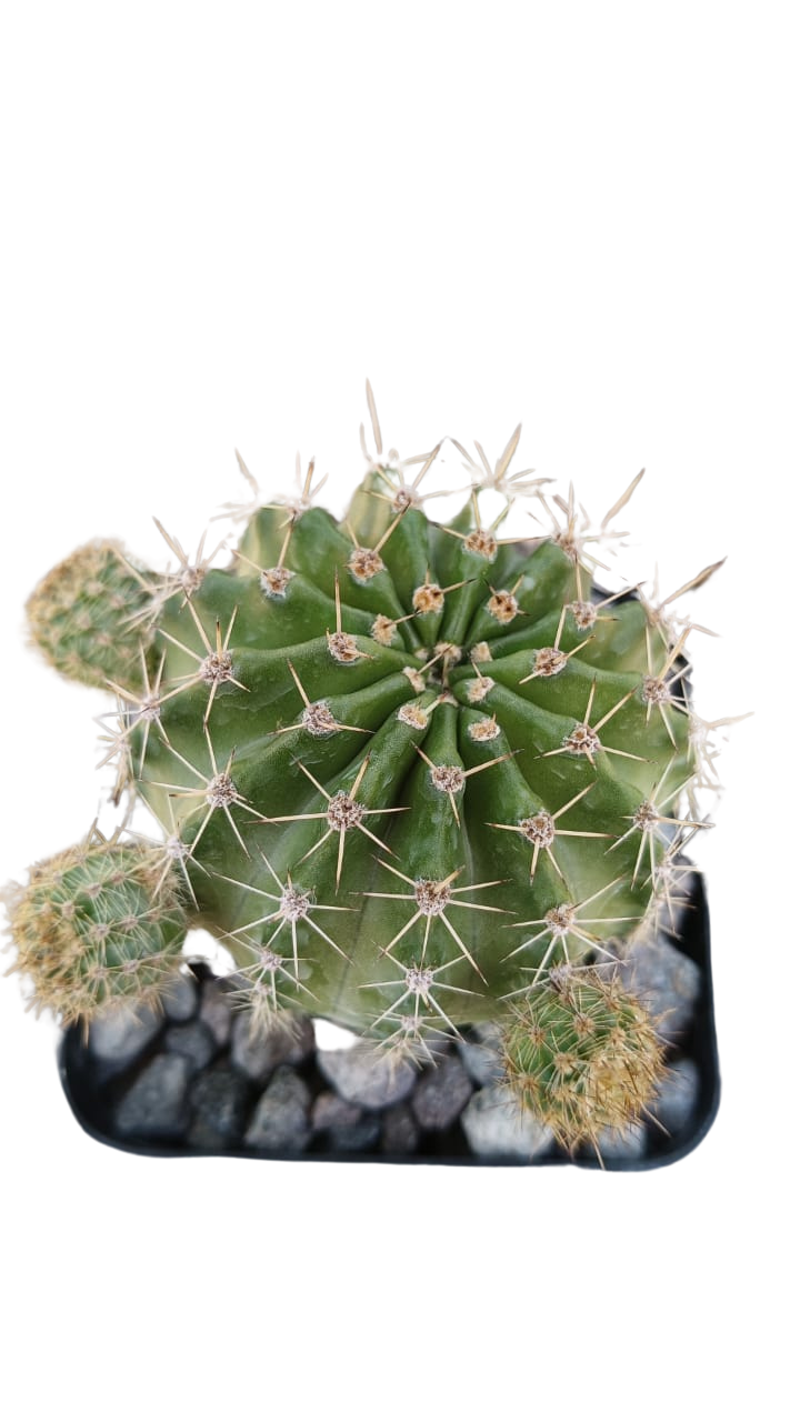 Cactus exótico Echinopsis flor fiusha (4 pulgadas)