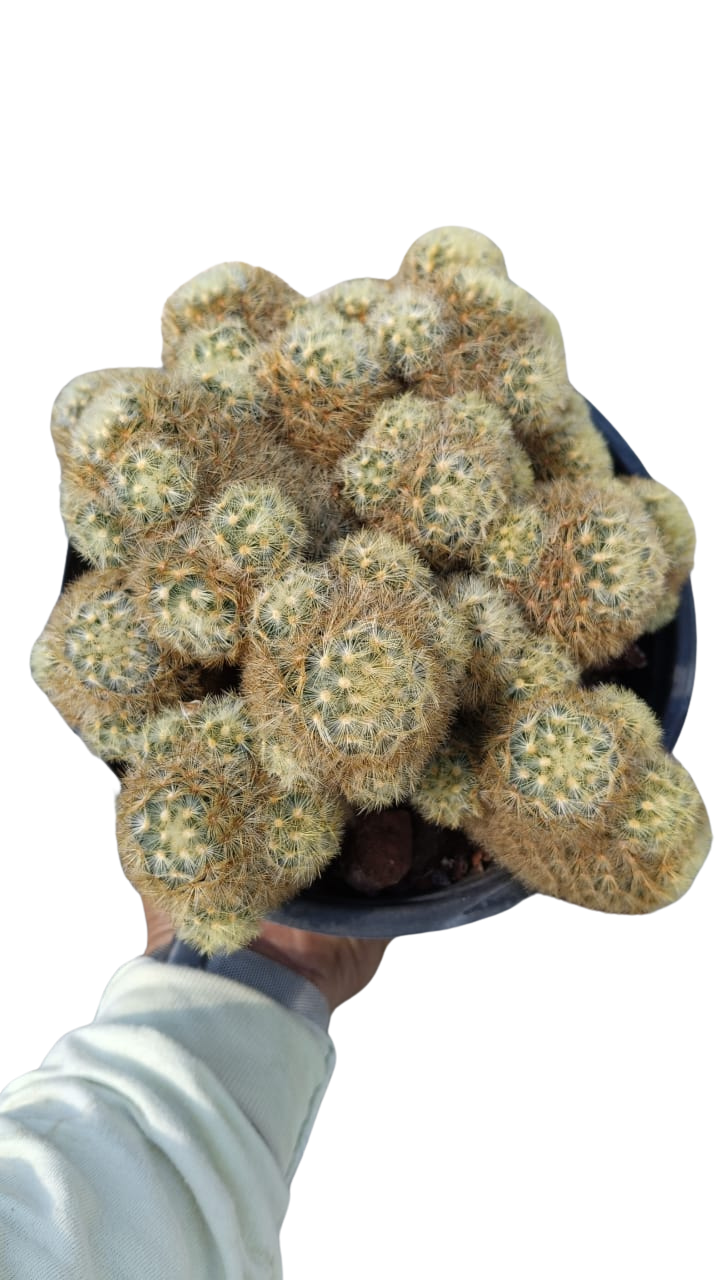 Cactus exótico Mammillaria carmenae (2 pulgadas)
