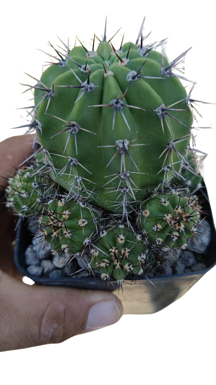 Cactus exótico Lobivia aurea flor amarilla (4 pulgadas)