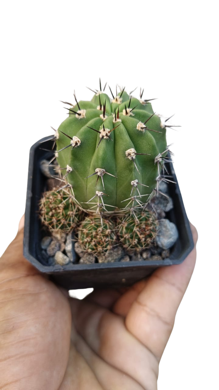 Cactus exótico Lobivia aurea flor amarilla (2 pulgadas)