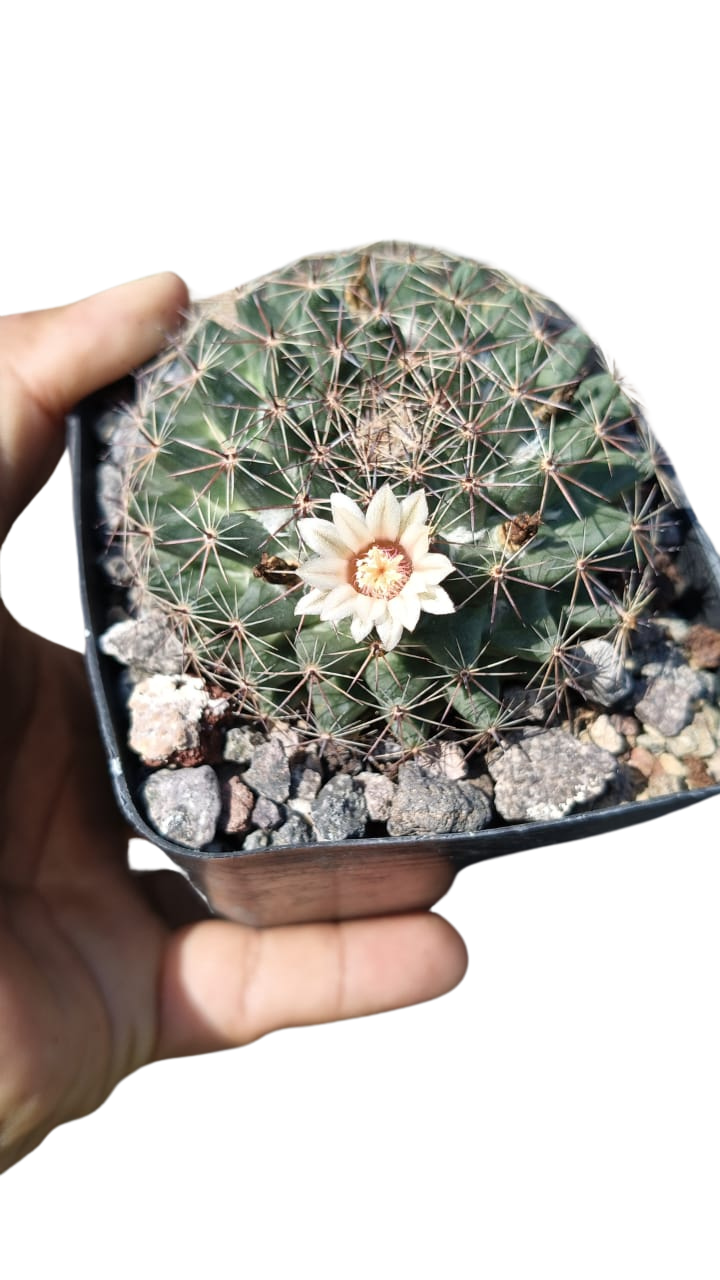 Cactus exótico Mammillaria heidery (2 pulgadas)