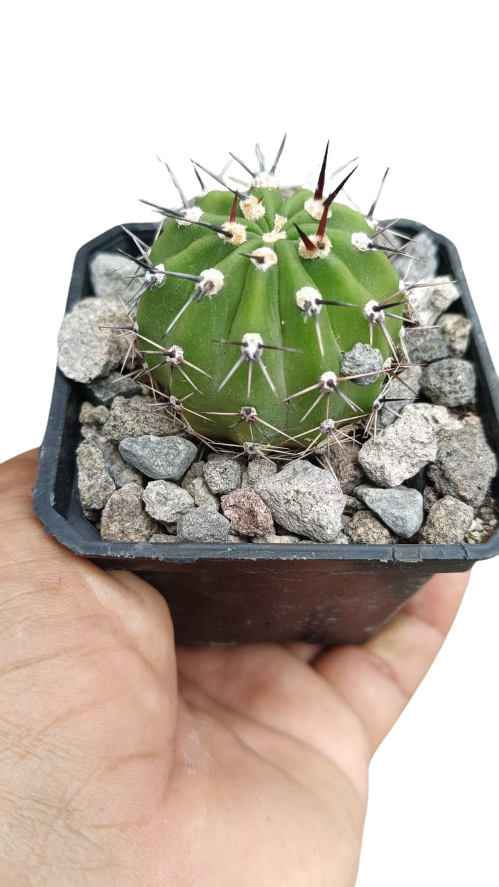 Cactus exótico Lobivia aurea flor salmón (2 pulgadas)