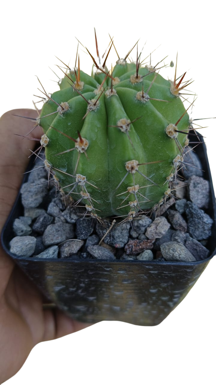 Cactus exótico Lobivia aurea flor salmón (4 pulgadas)