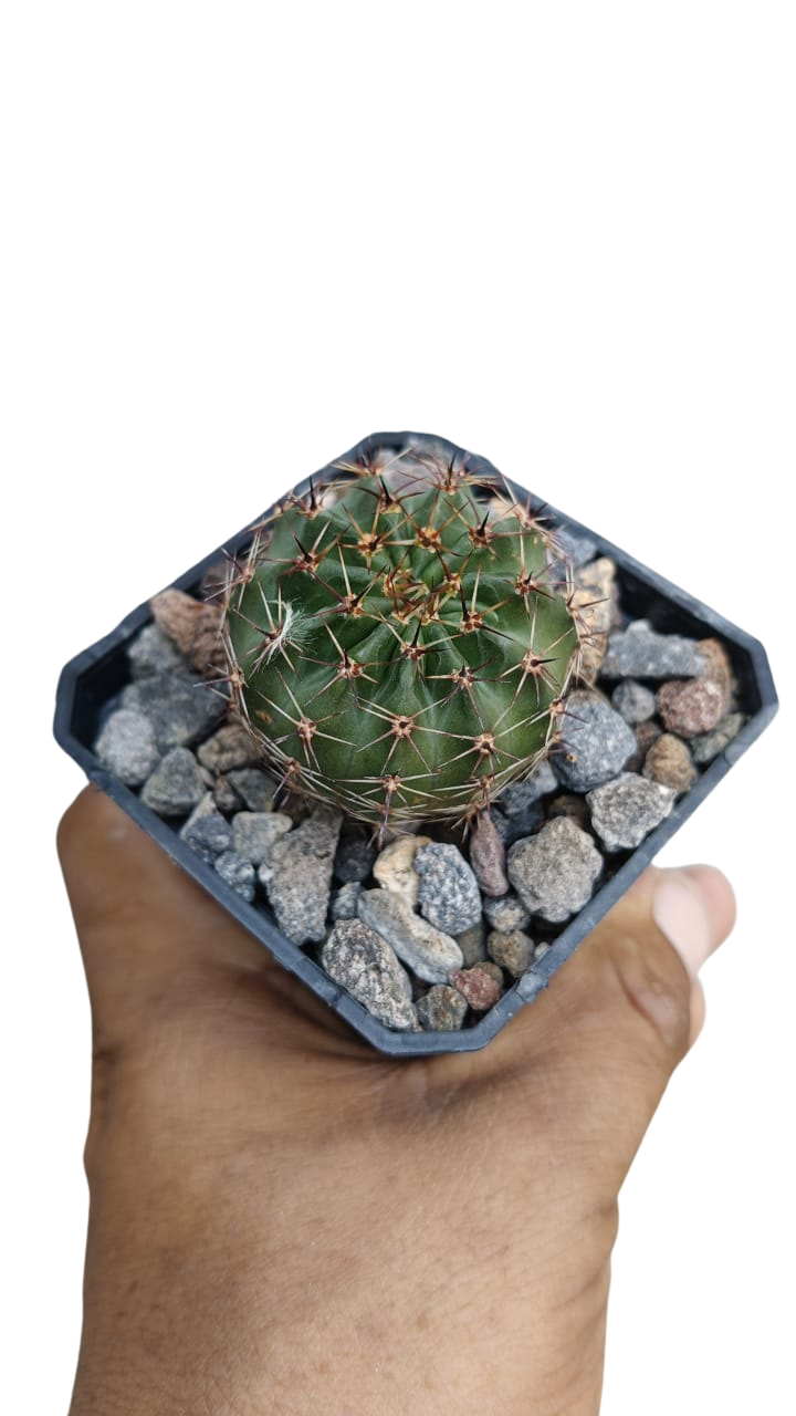 Cactus exótico Lobivia aurea flor roja (2 pulgadas)