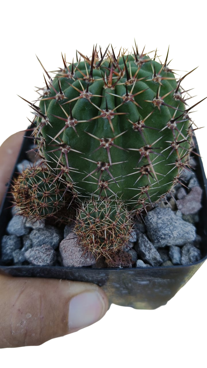 Cactus exótico Lobivia aurea flor roja (4 pulgadas)