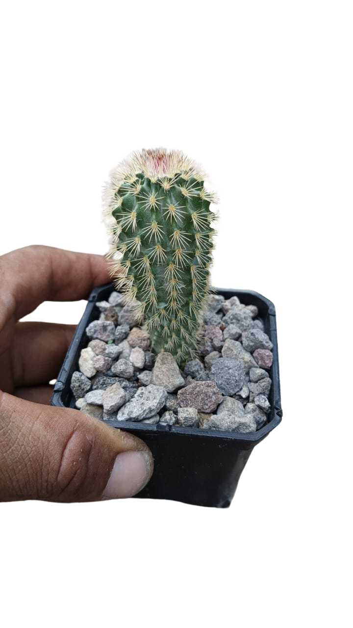 Cactus exótico Echinocereus scopulorum (2 pulgadas)