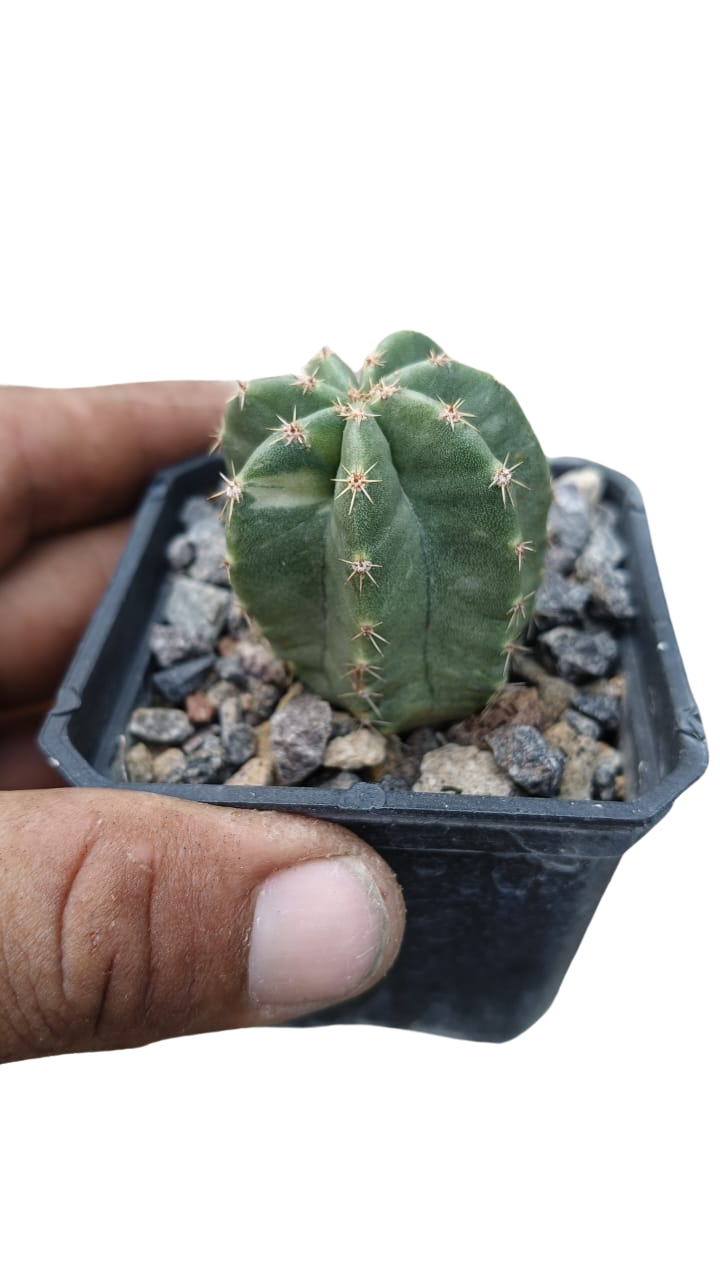 Cactus exótico Echinocereus subinermis flor amarilla (2 pulgadas)
