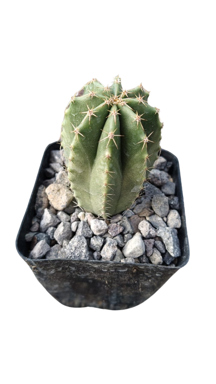 Cactus exótico Echinocereus subinermis flor amarilla (4 pulgadas)