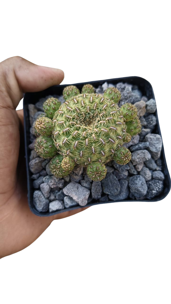 Cactus exótico Sulcorebutia callecalesis flor amarilla (4 pulgadas)