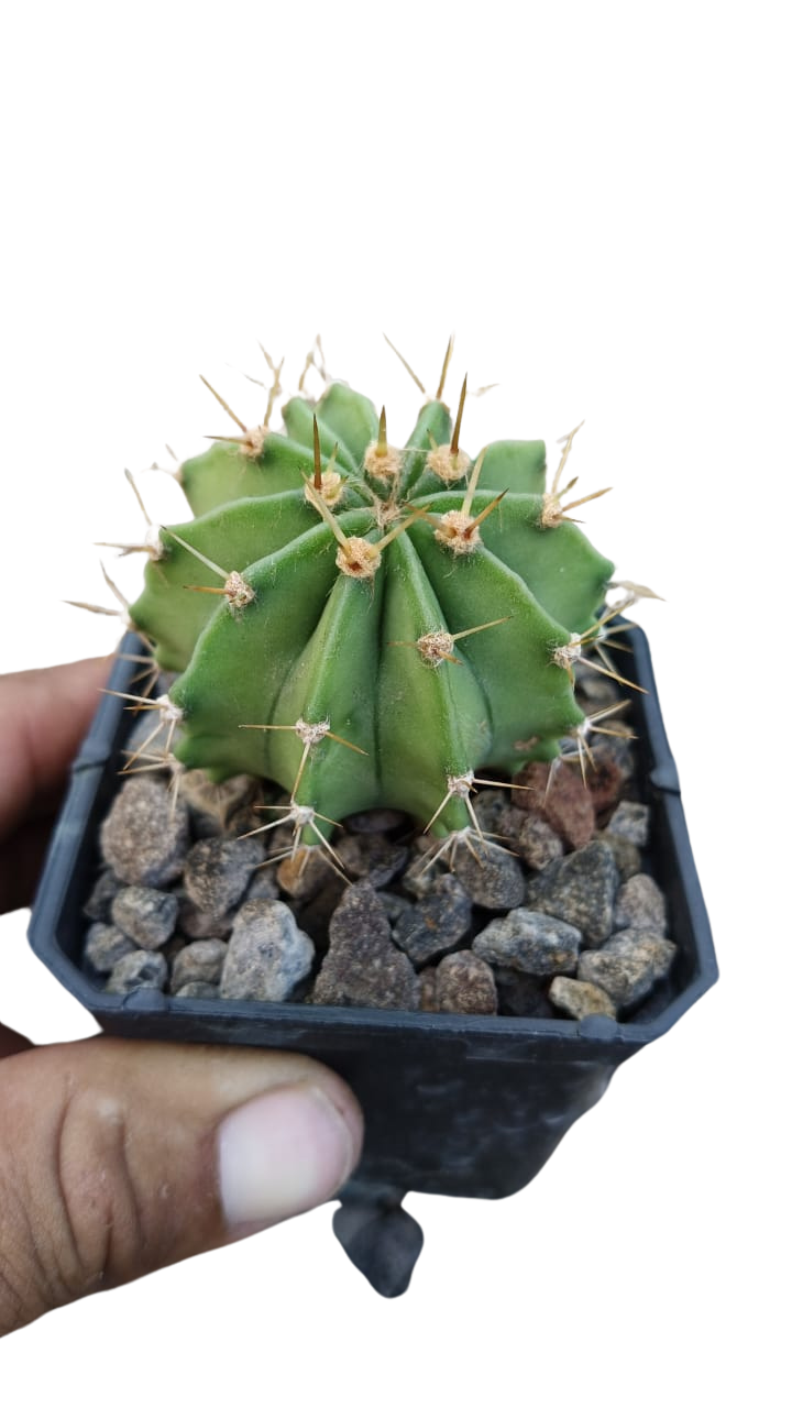 Cactus exótico Echinopsis rodantha (2 pulgadas)
