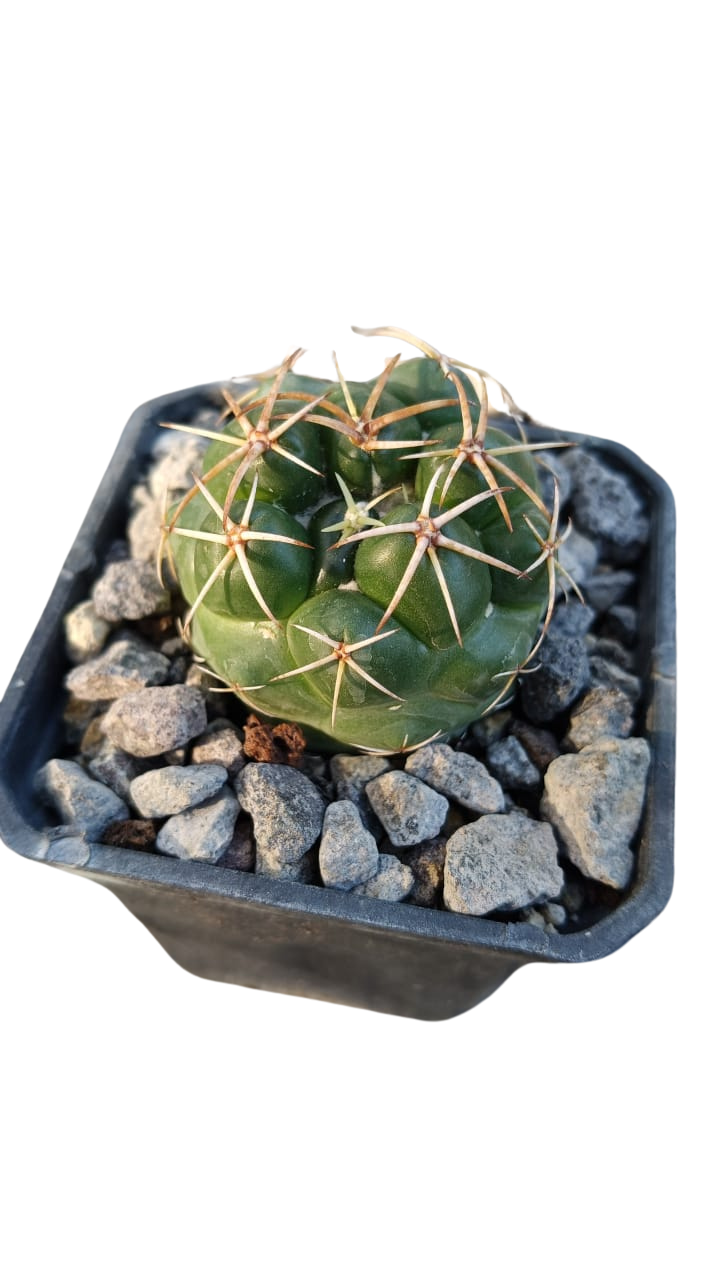 Cactus exótico Coryphantha elephantidens flor rosa (4 pulgadas)