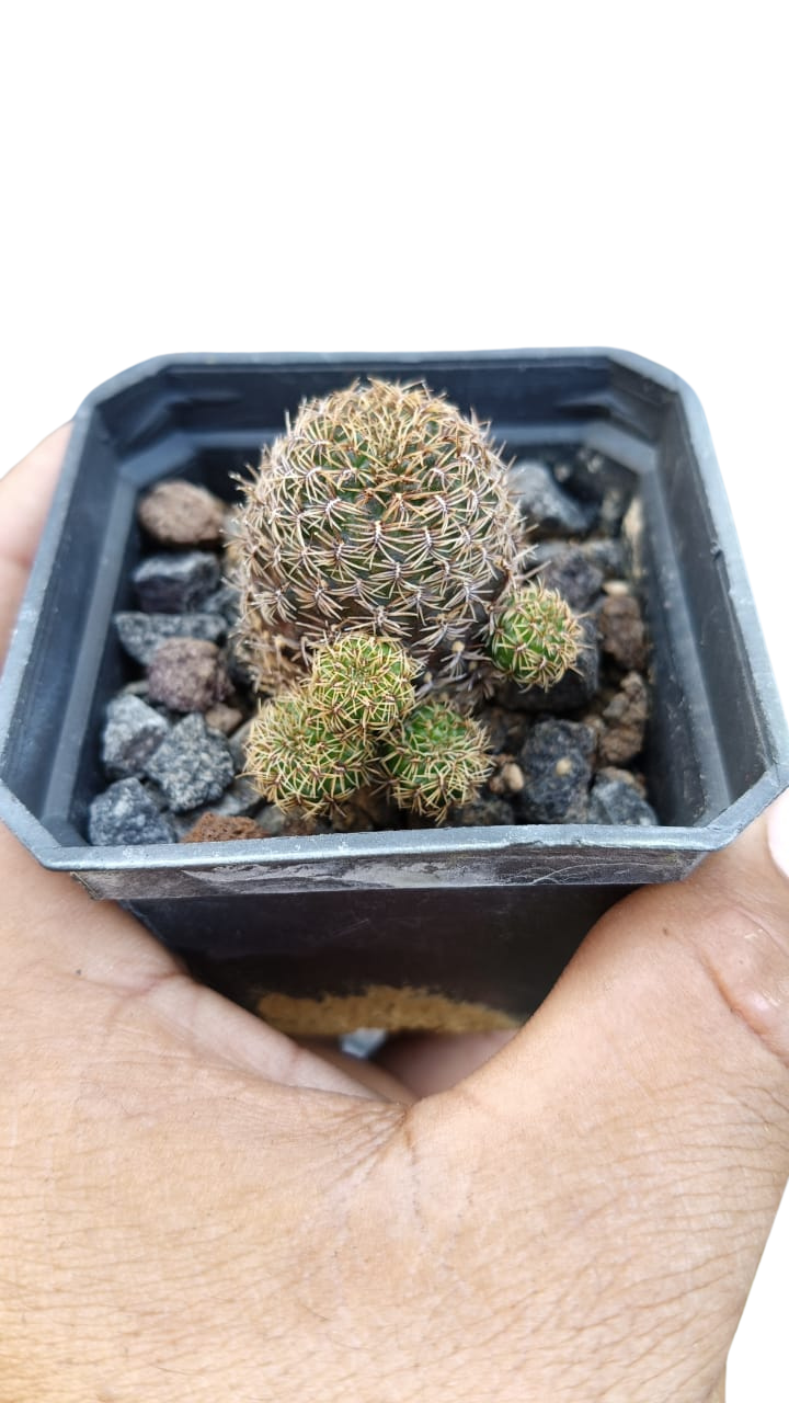 Cactus exótico Sulcorebutia heliosoide (2 pulgadas)