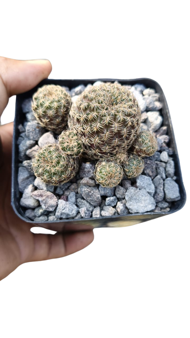 Cactus exótico Sulcorebutia heliosoide (4 pulgadas)