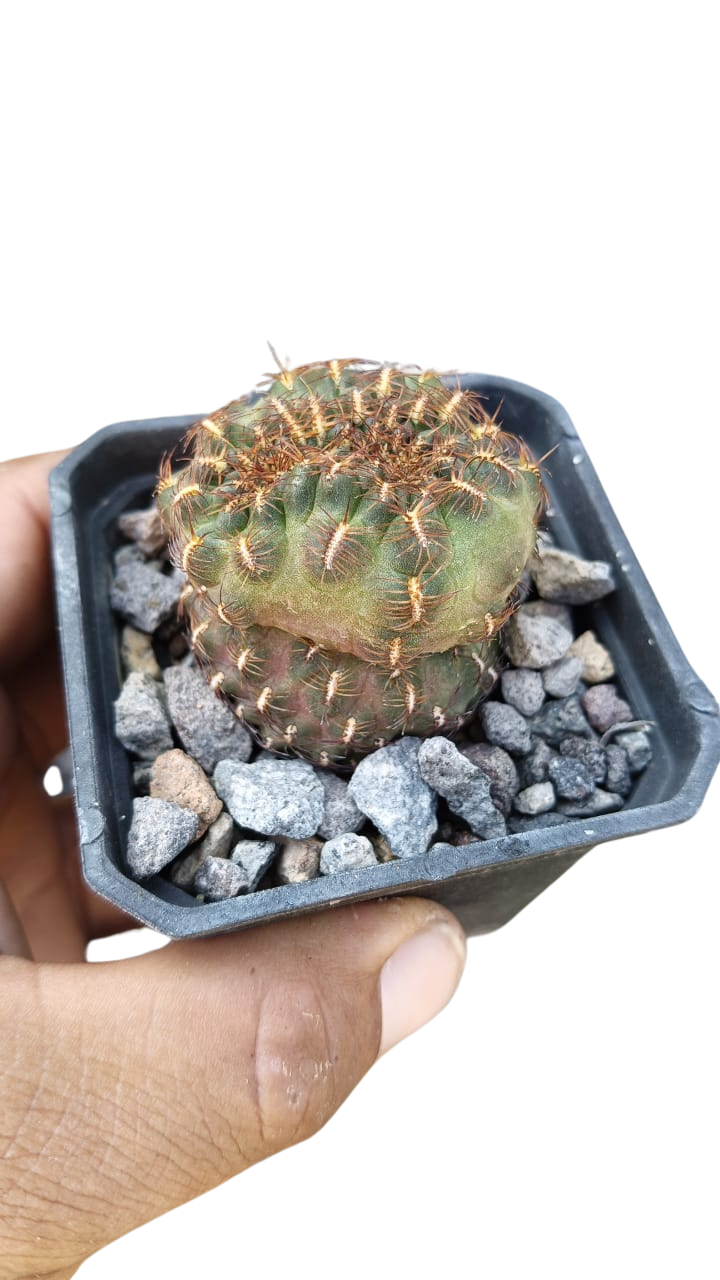 Cactus exótico Sulcorebutia henzii -3 grandiflora (2 pulgadas)