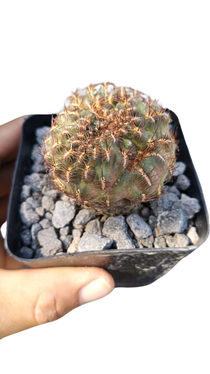 Cactus exótico Sulcorebutia henzii -3 grandiflora (4 pulgadas)