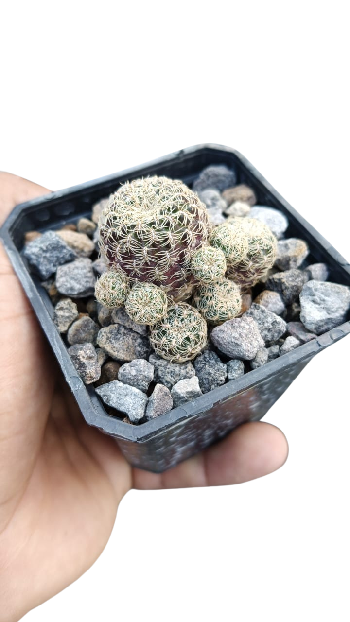 Cactus exótico Sulcorebutia langery (2 pulgadas)