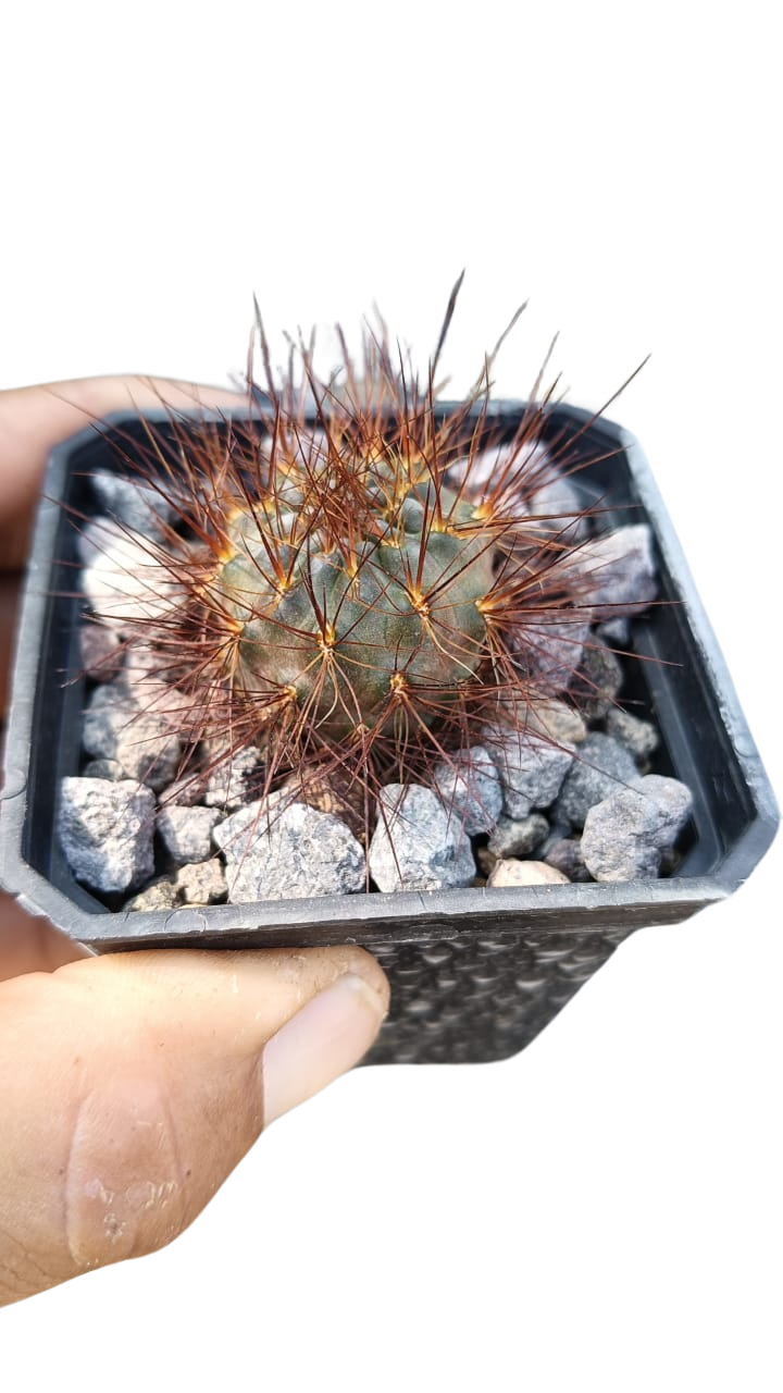 Cactus exótico Sulcorebutia flor rojo sangre (2 pulgadas)