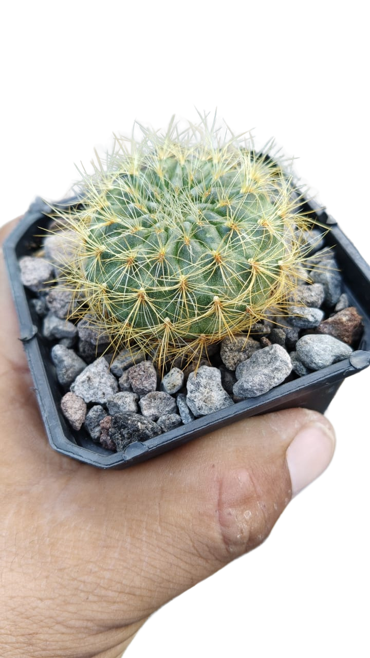 Cactus exótico Sulcorebutia mentosa sowoodae espina amarilla (2 pulgadas)