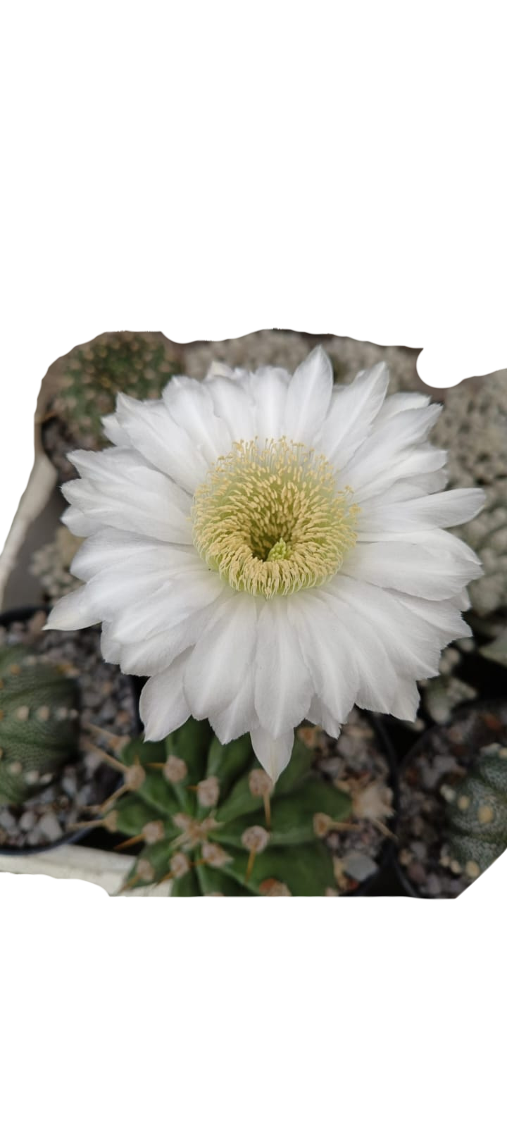 Cactus exótico Echinopsis rodantha (2 pulgadas)