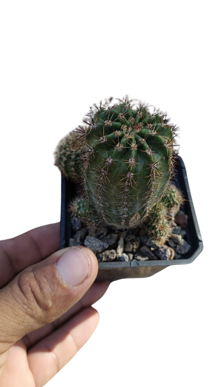 Cactus exótico Echinopsis flor rosa (2 pulgadas)