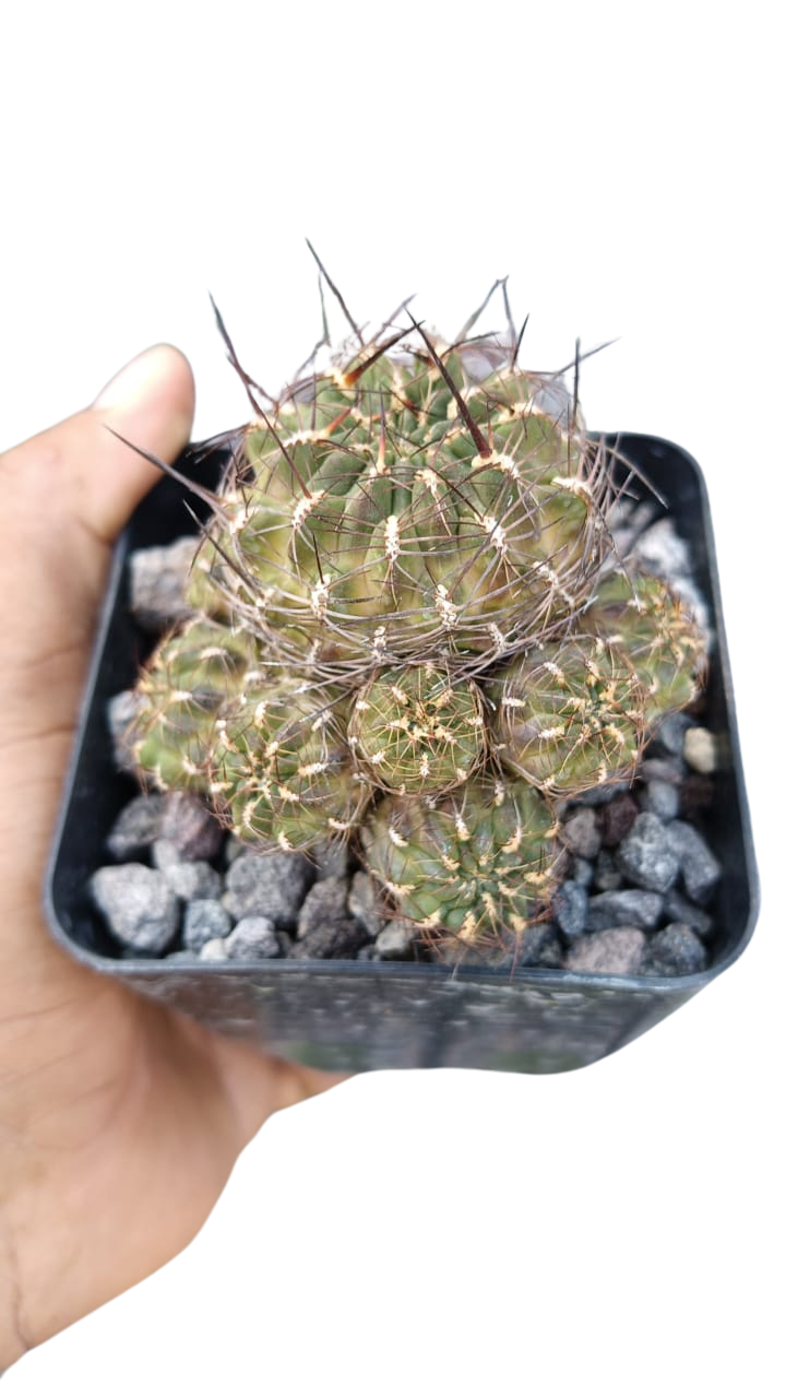 Cactus exótico Sulcorebutia tiraquensis (2 pulgadas)