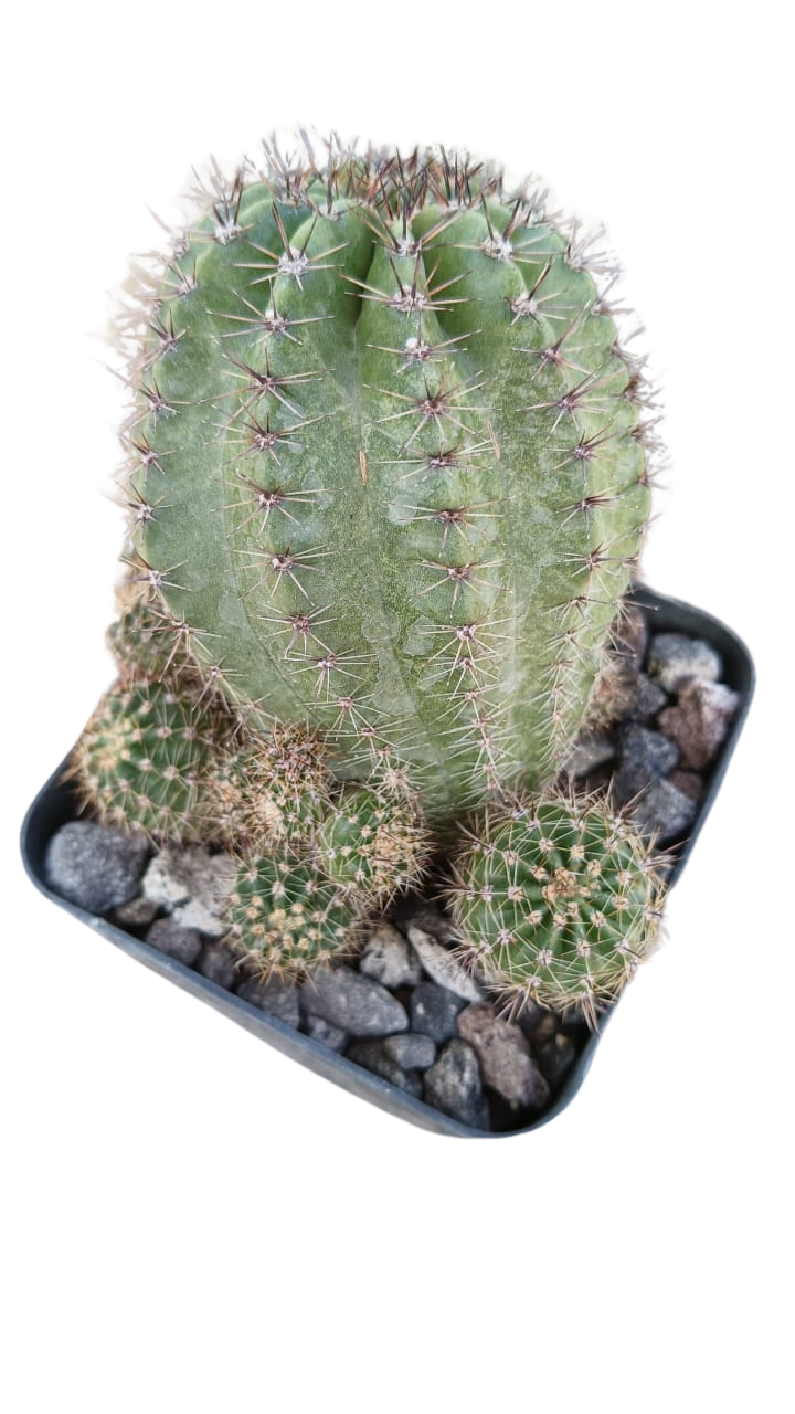 Cactus exótico Echinopsis flor rosa (4 pulgadas)