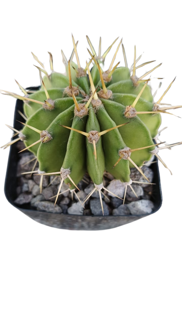 Cactus exótico Echinopsis rodantha (4 pulgadas)