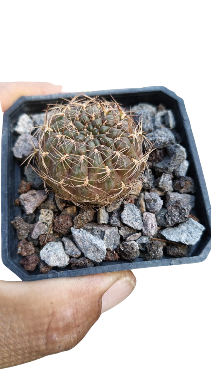 Cactus exótico Sulcorebutia violacea (2 pulgadas)