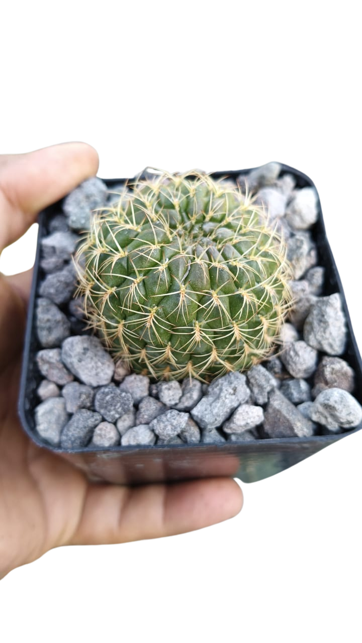 Cactus exótico Sulcorebutia violacea (4 pulgadas)