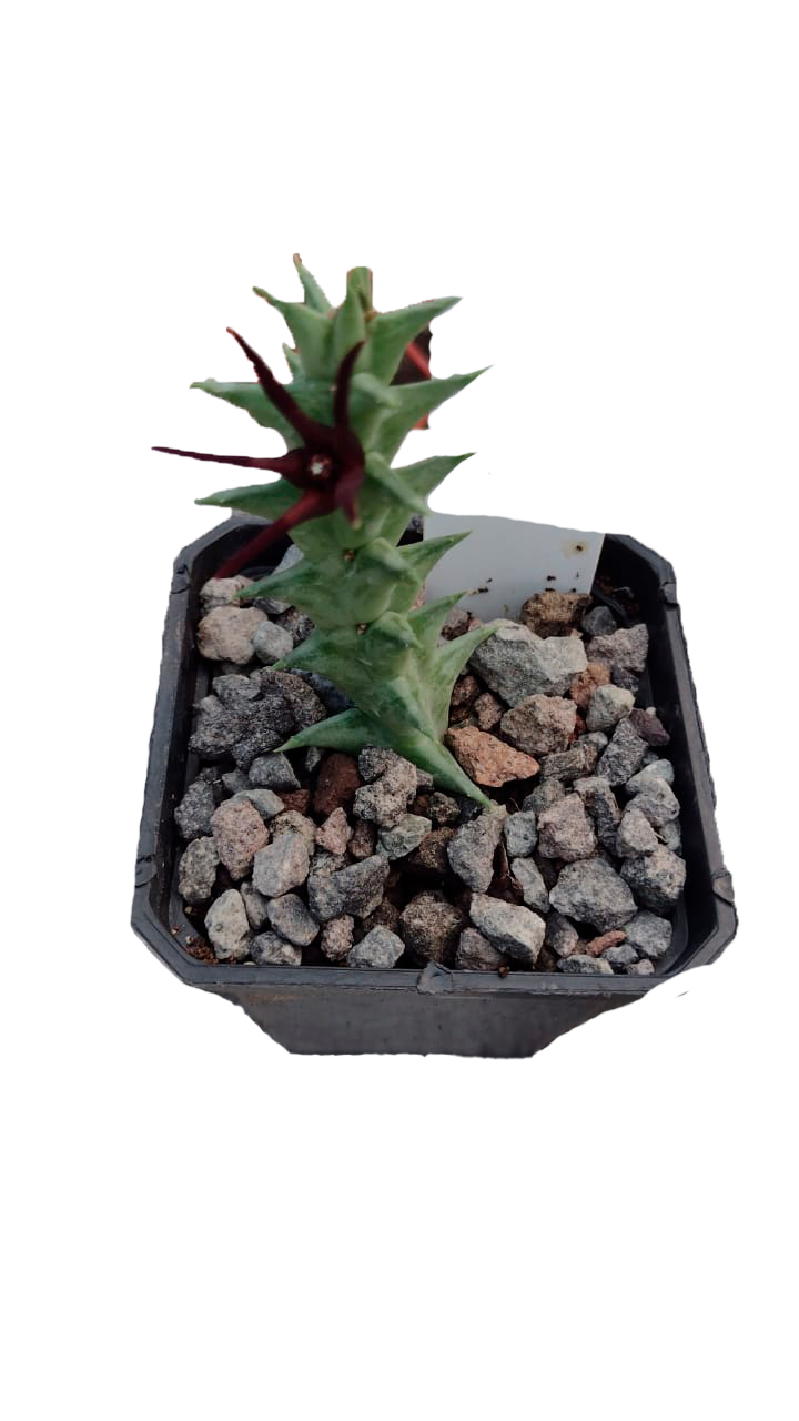 Cactus exótico Orbea baldrathi (2 pulgadas)