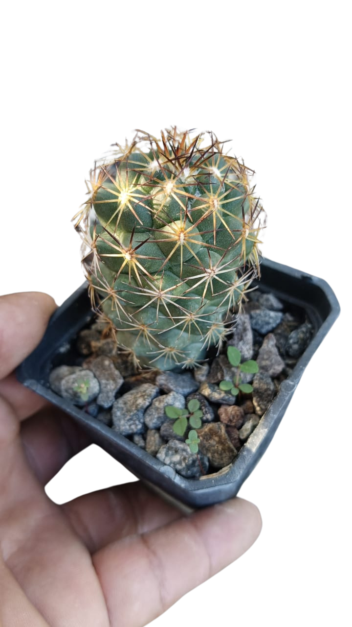 Cactus exótico Coryphantha compacta (2 pulgadas)