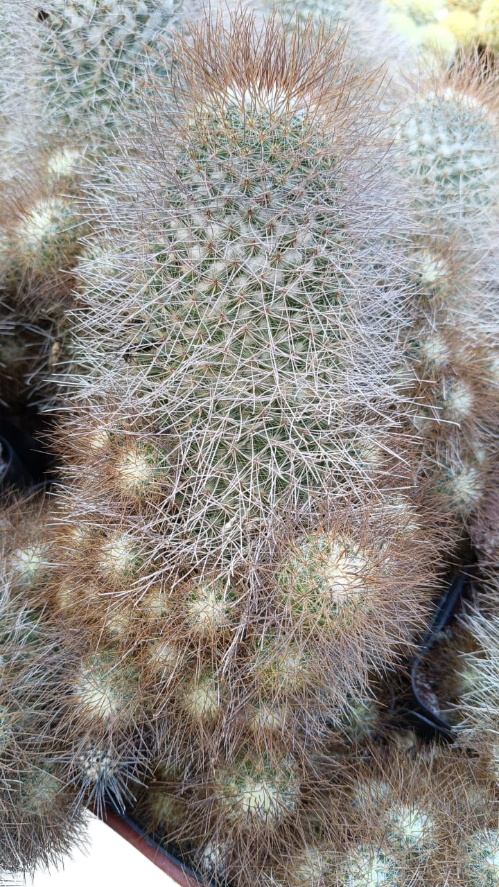 Cactus exótico Mammillaria leptacanta (4 pulgadas)