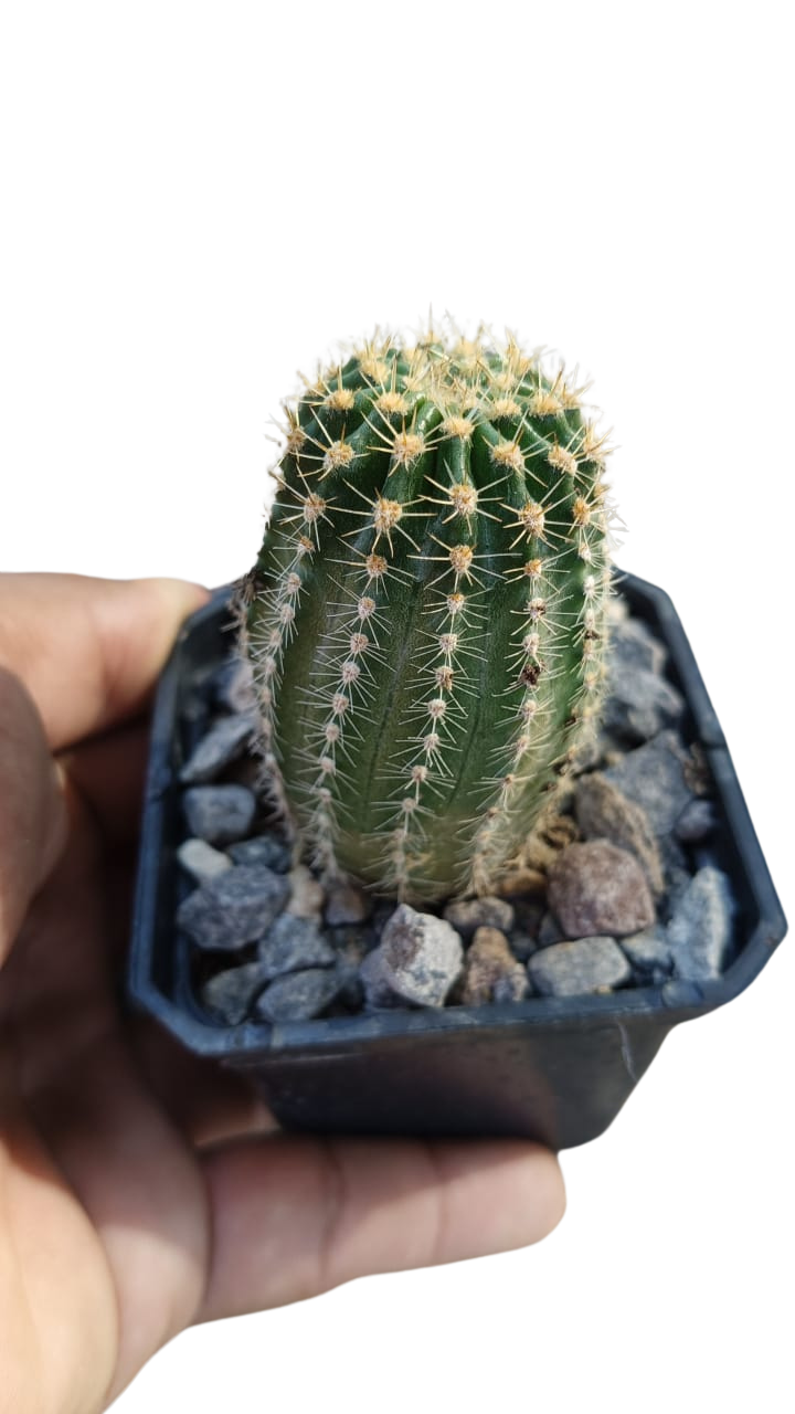 Cactus exótico Echinopsis Flor Roja (2 pulgadas)