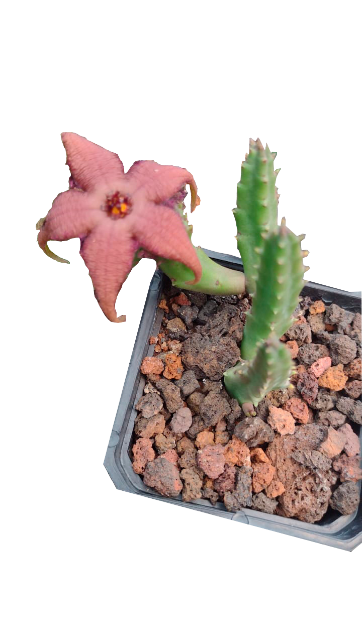 Cactus exótico Orbea shinse (2 pulgadas)