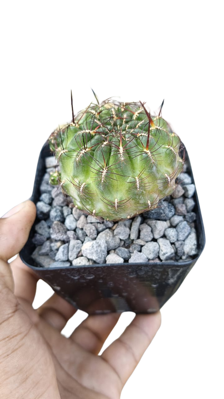 Cactus exótico Sulcorebutia tarabucuensis (4 pulgadas)