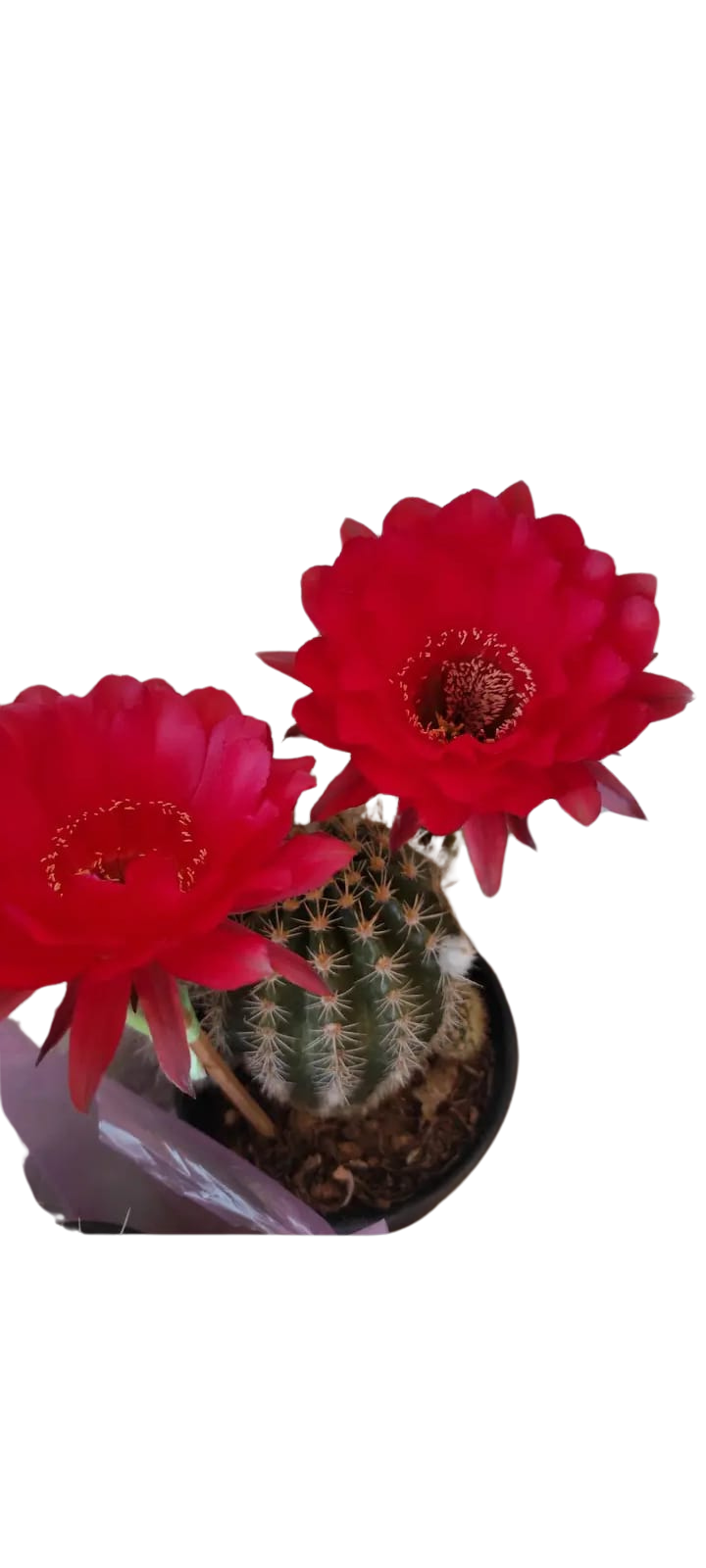 Cactus exótico Echinopsis Flor Roja (2 pulgadas)